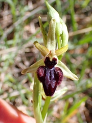 Ophrys × arachnitiformis, photograph Ben Costamagna, CC BY, iNaturalist via GBIF