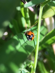 Coccinella septempunctata