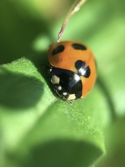 Coccinella septempunctata