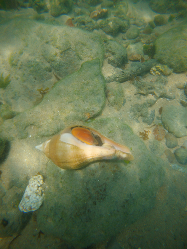 Brazilian chank shell