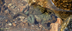 Bufo stejnegeri