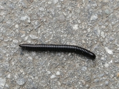 Julidae