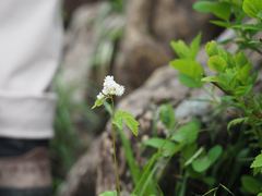 Thalictrum tuberiferum