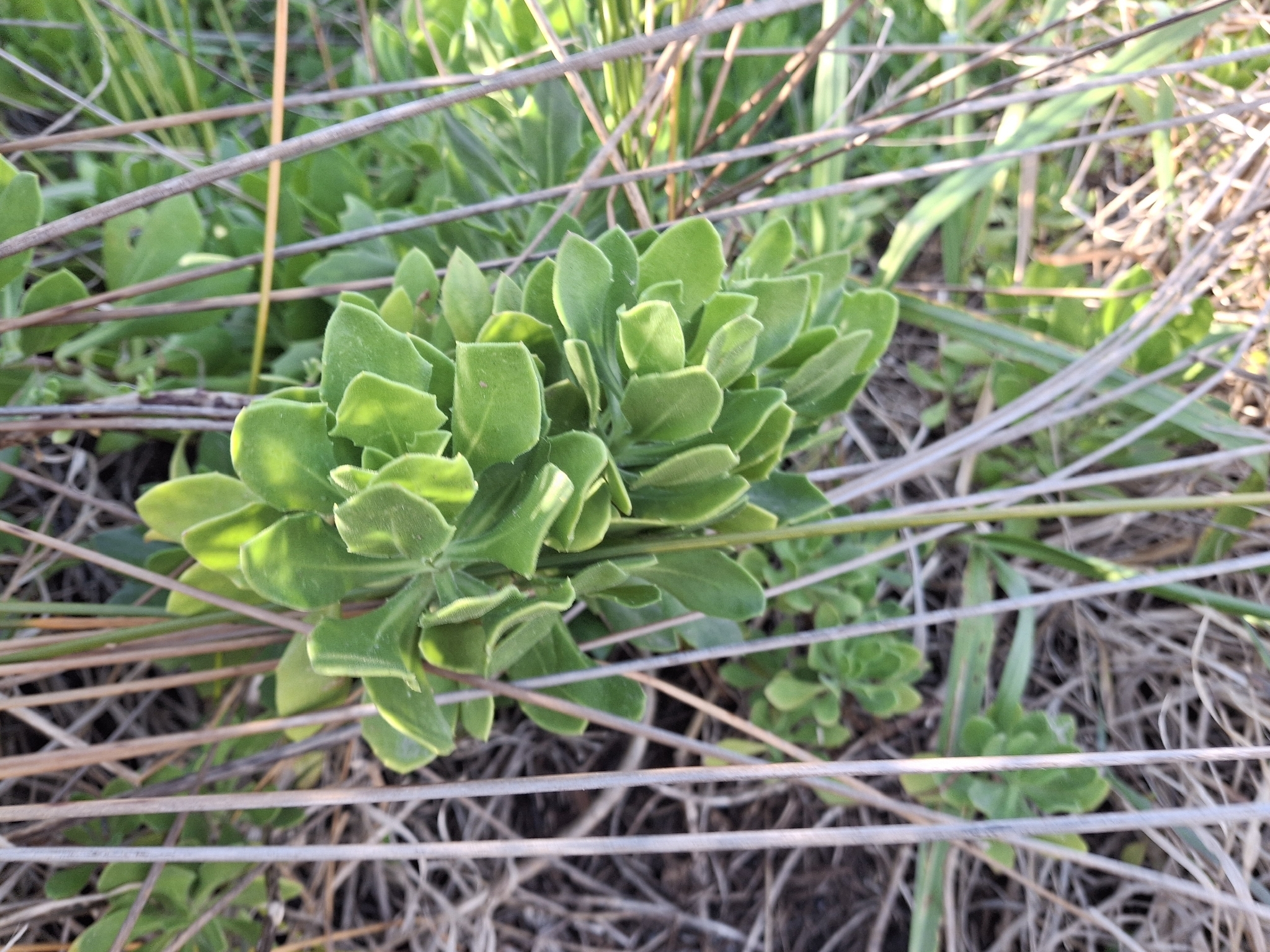 Dimorphotheca Fruticosa (Dimorphotheca fruticosa)