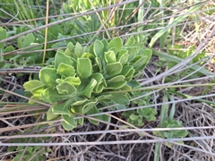 Kapuzinerblume (Dimorphotheca fruticosa)