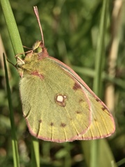 Colias poliographus