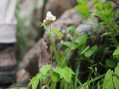 Thalictrum tuberiferum