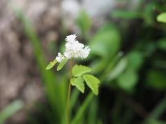 Thalictrum tuberiferum