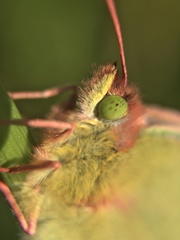 Colias poliographus