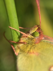 Colias poliographus