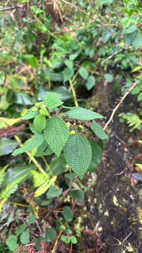 Phenax hirtus observed 2026-04-03
