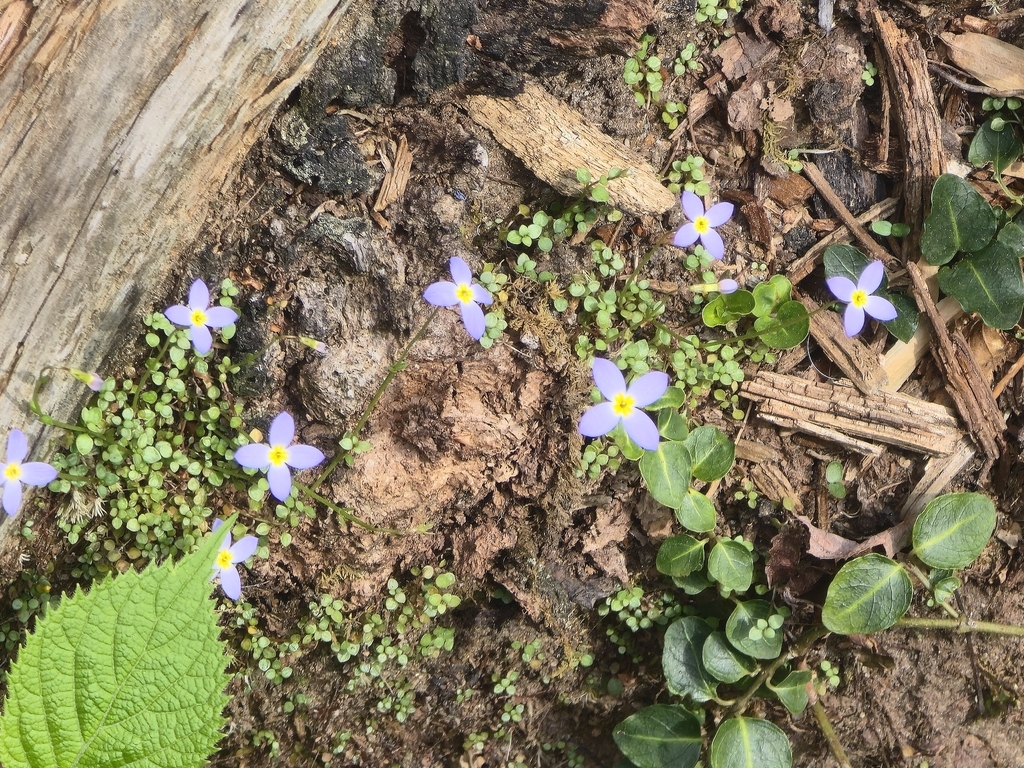 Houstonia serpyllifolia; photograph author not stated, no rights reserved