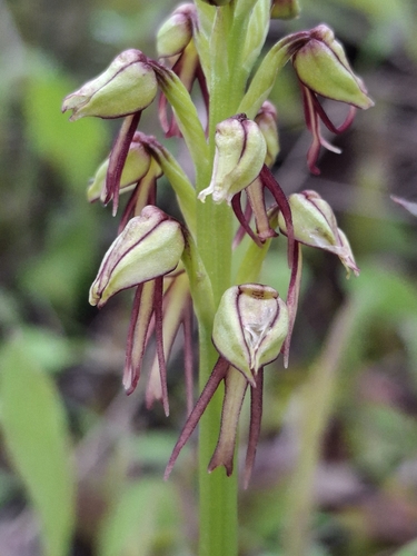 Man Orchid
