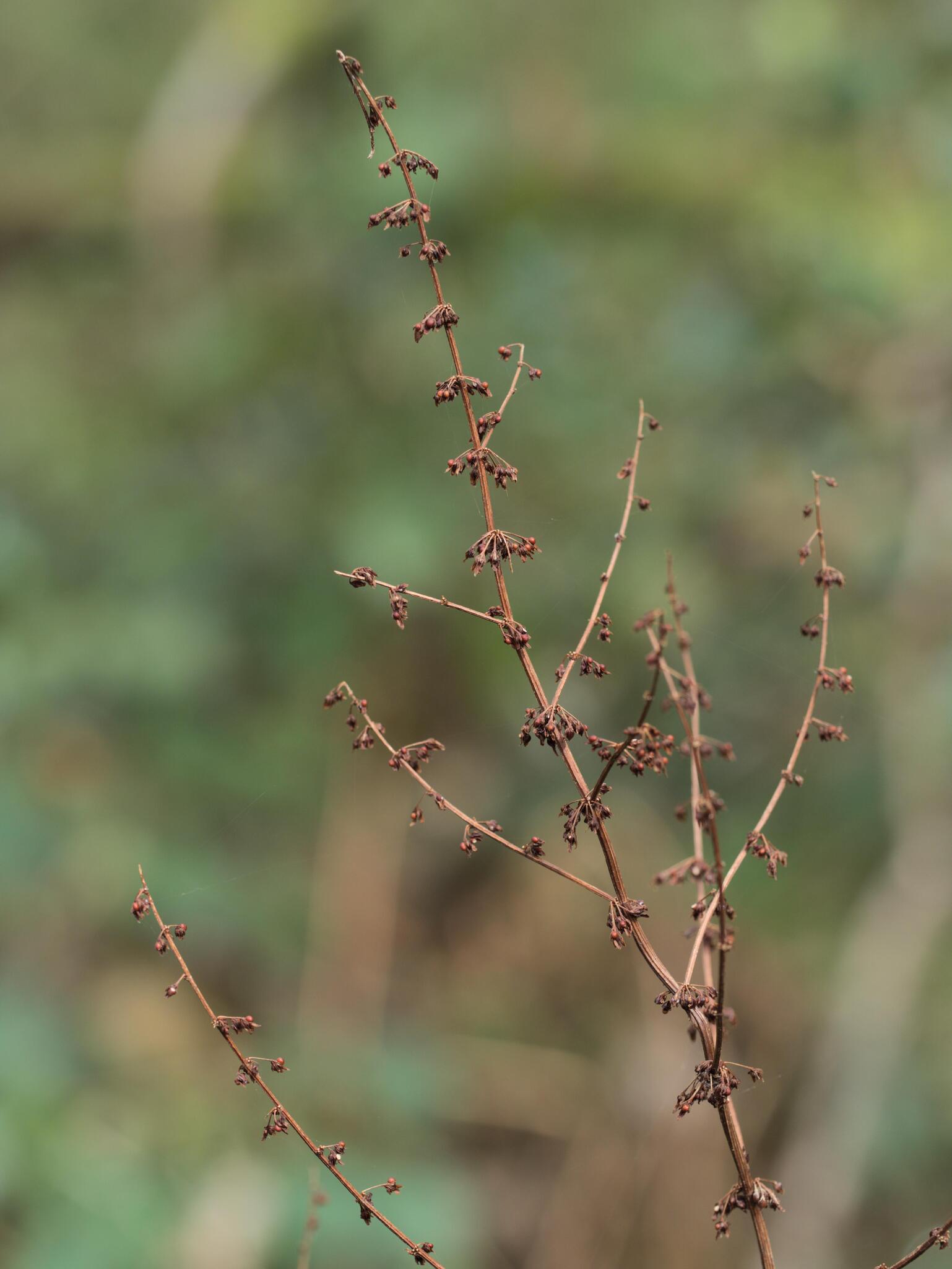 Wood Dock (Rumex sanguineus)