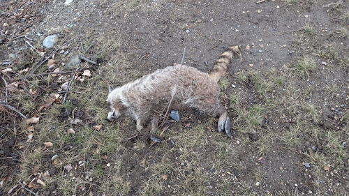 Common Raccoon photographed in Maine