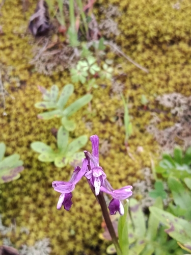 Anacamptis morio longicornu