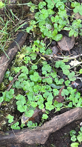 Hydrocotyle bowlesioides observed 2026-04-03