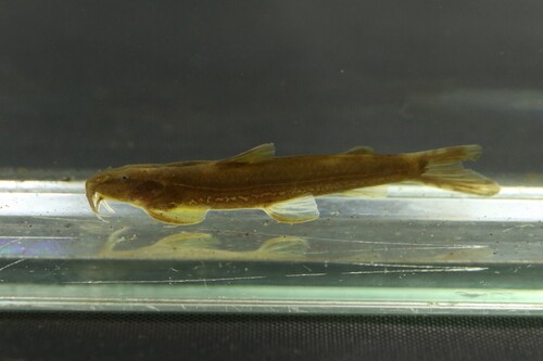 Platvin-loopmeerval (Amphilius platychir) — Amphiliidae — 5