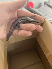 Plestiodon septentrionalis