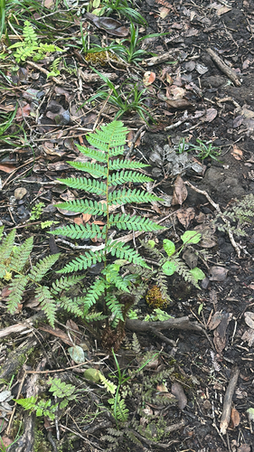 Dryopteris hawaiiensis observed 2026-04-03