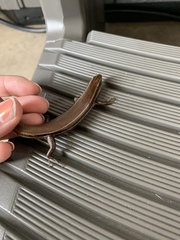 Plestiodon septentrionalis