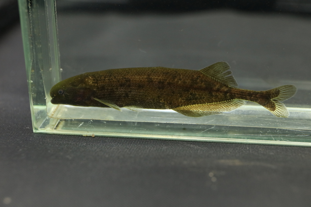 Brienomyrus elephantfish (Brienomyrus brachyistius) — Mormyridae