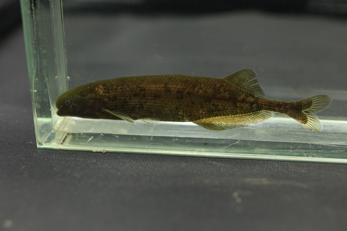 Brienomyrus elephantfish (Brienomyrus brachyistius) — Mormyridae