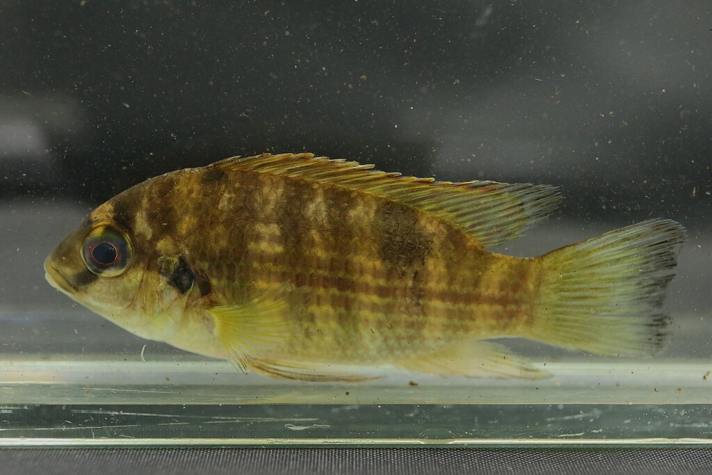 Buettikofer's cichlid (Pelmatochromis buettikoferi) — Cichlidae