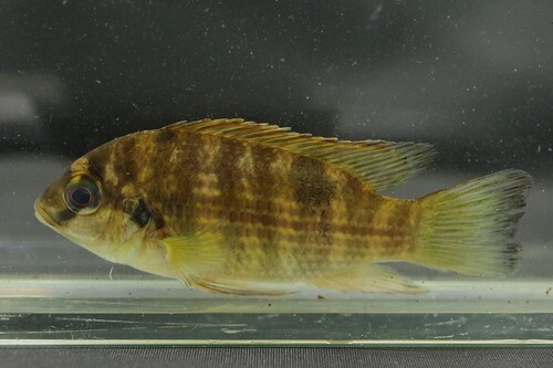 Buettikofer's cichlid (Pelmatochromis buettikoferi) — Cichlidae