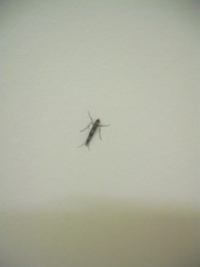 Conopomorpha cyanospila