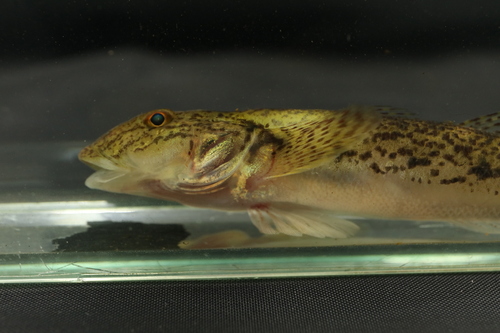 Brown goby (Awaous lateristriga) — Gobiidae