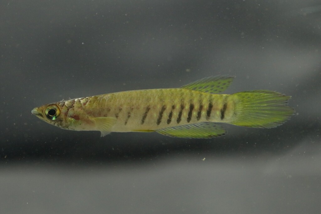 Banded epiplatys (Epiplatys fasciolatus) — Nothobranchiidae