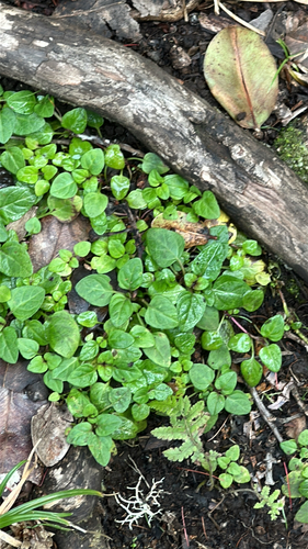 Prunella vulgaris observed 2026-04-03