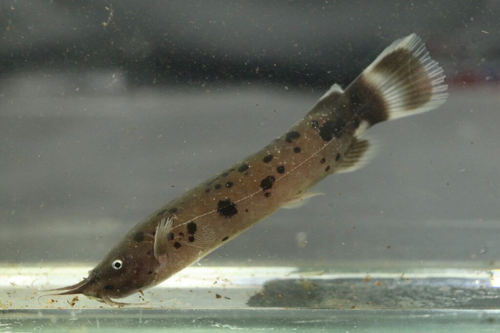 Malapterurus leonensis