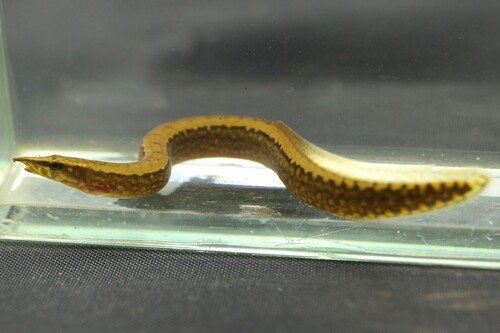 Liberian spiny eel (Mastacembelus liberiensis) — Mastacembelidae — 4