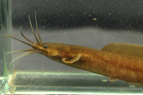 Rainforest airbreathing catfish (Clarias salae) — Clariidae — 4