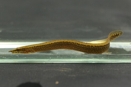 Liberian spiny eel (Mastacembelus liberiensis) — Mastacembelidae — 5