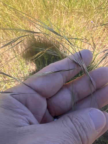purple needlegrass (Nassella pulchra)