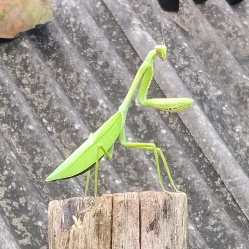 Stagmatoptera praecaria