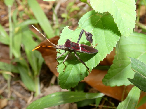Eastern leaf-footed bug