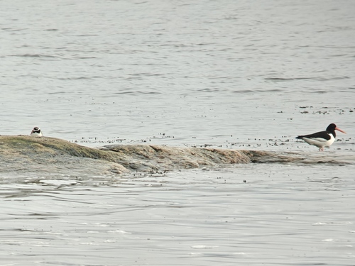 iNaturalist: (c) Mika Tomta, some rights reserved (CC BY-NC), uploaded by Mika Tomta iNaturalist image