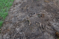 Ibicella lutea