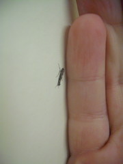 Conopomorpha cyanospila