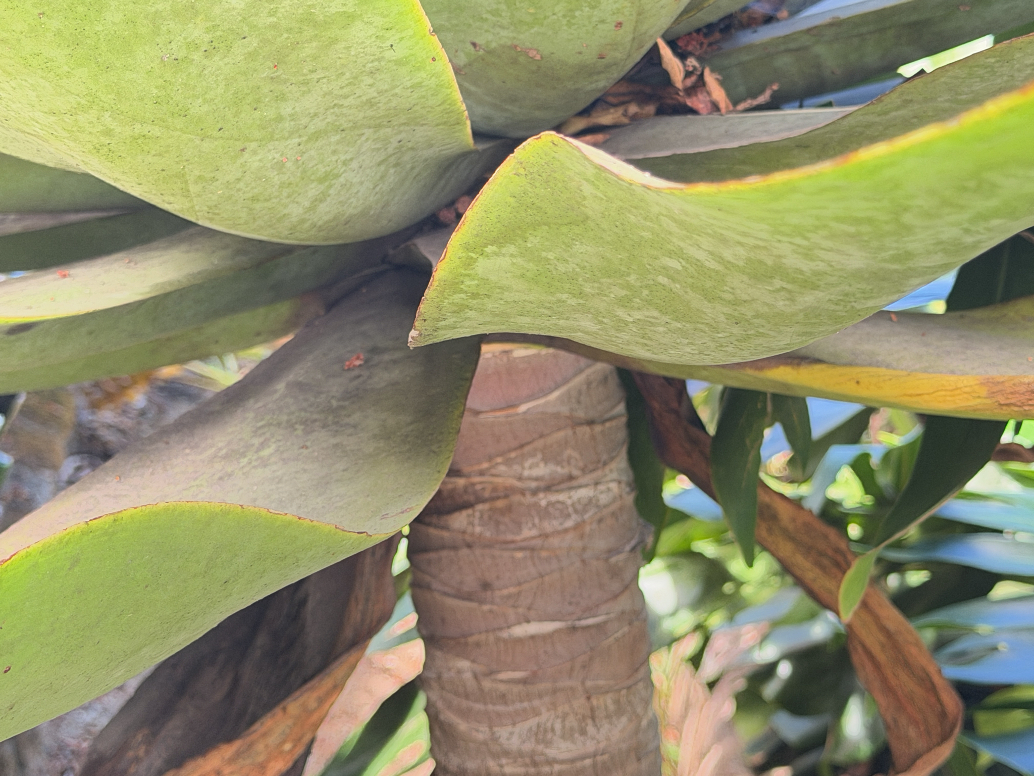 Imagem de Agave-dragão