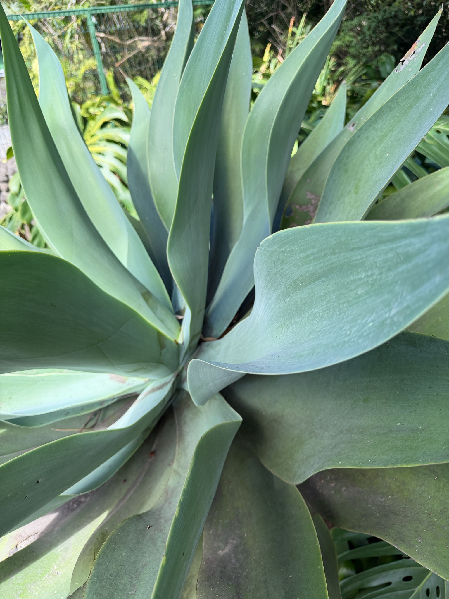 Imagem de Agave-dragão