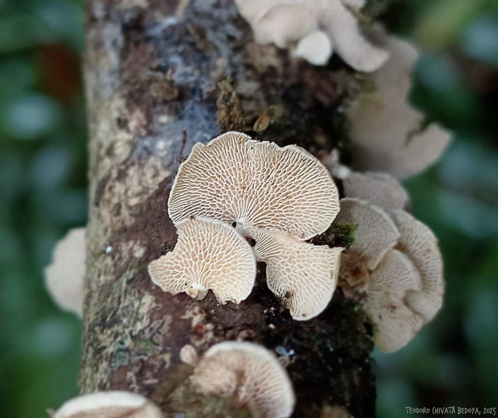 Panellus pusillus · November 2025 · photo: © teodoro_chivatabedoya (iNaturalist, cc-by)