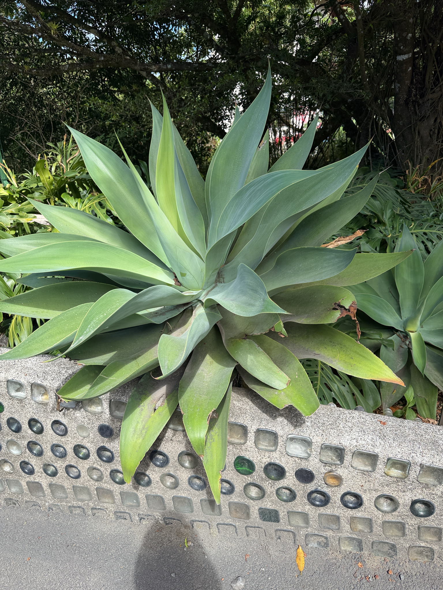Imagem de Agave-dragão