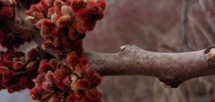 Rhus × borealis