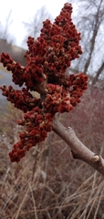 Rhus × borealis