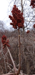 Rhus × borealis